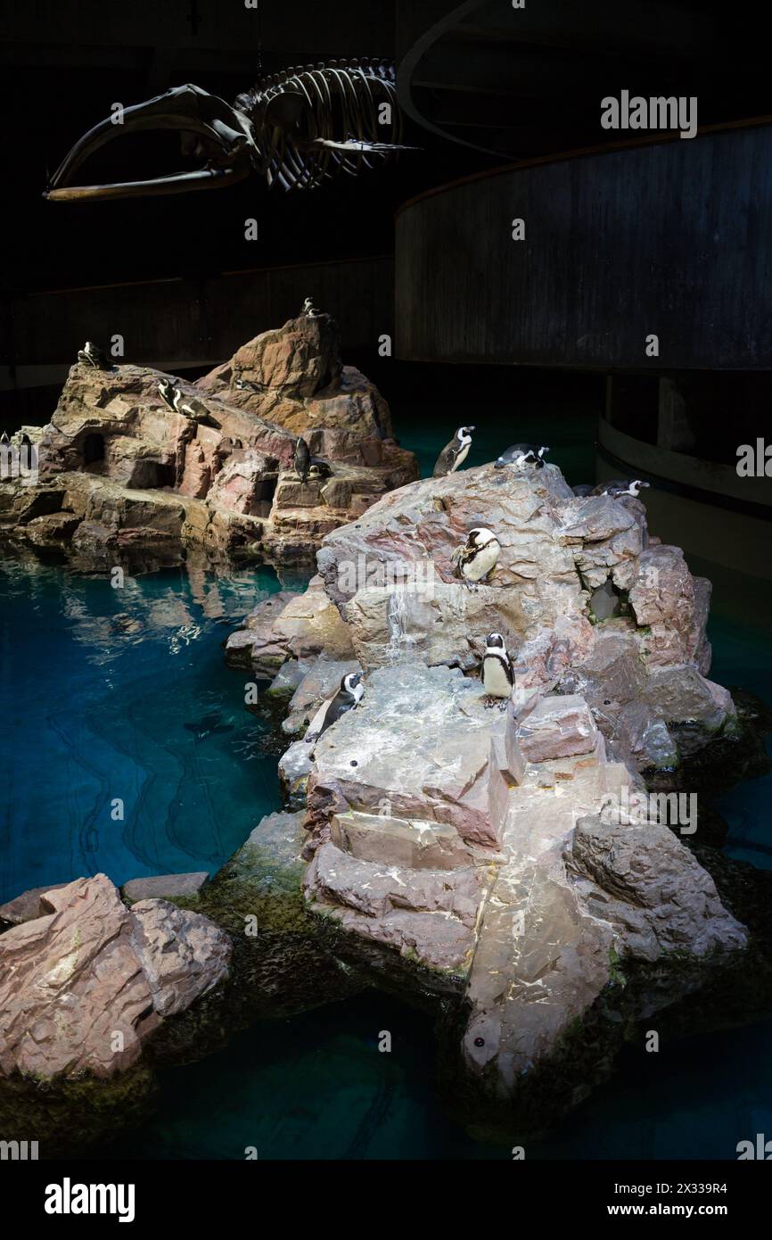 USA, BOSTON – 06 SEP, 2014: Many penguins are standing on the island near skeleton at the New England Aquarium. Stock Photo