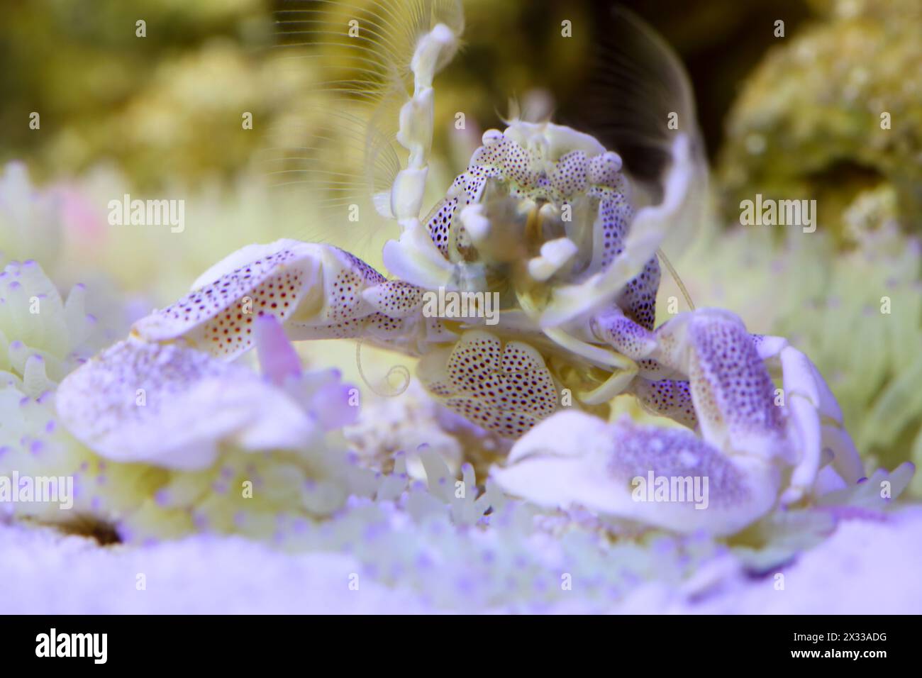 dotted Anemone Crab – Neopetrolisthes ohshimai close up Stock Photo