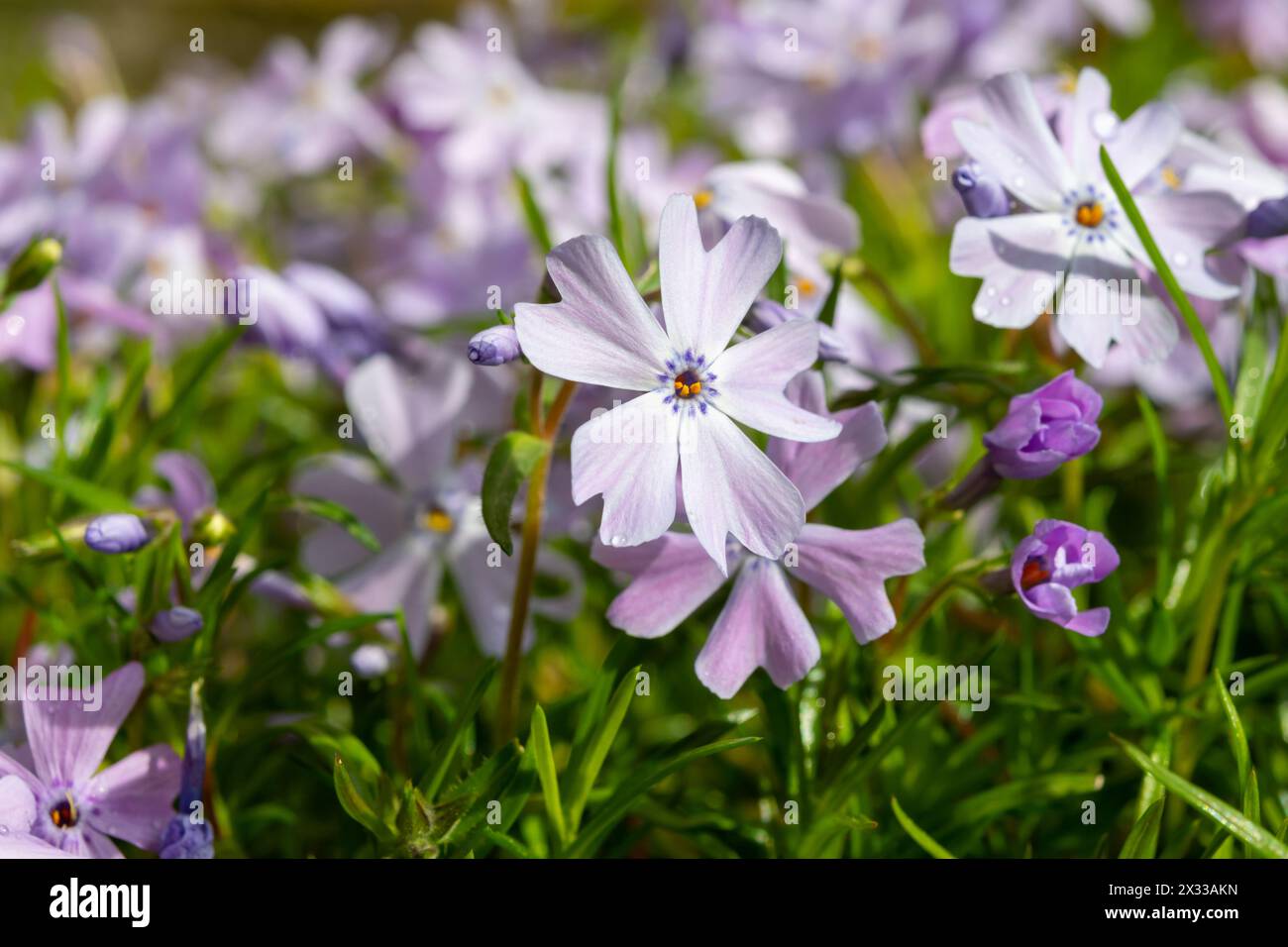 Spring blossom of mountain emerald blue creeping phlox subulata in garden close up Stock Photo