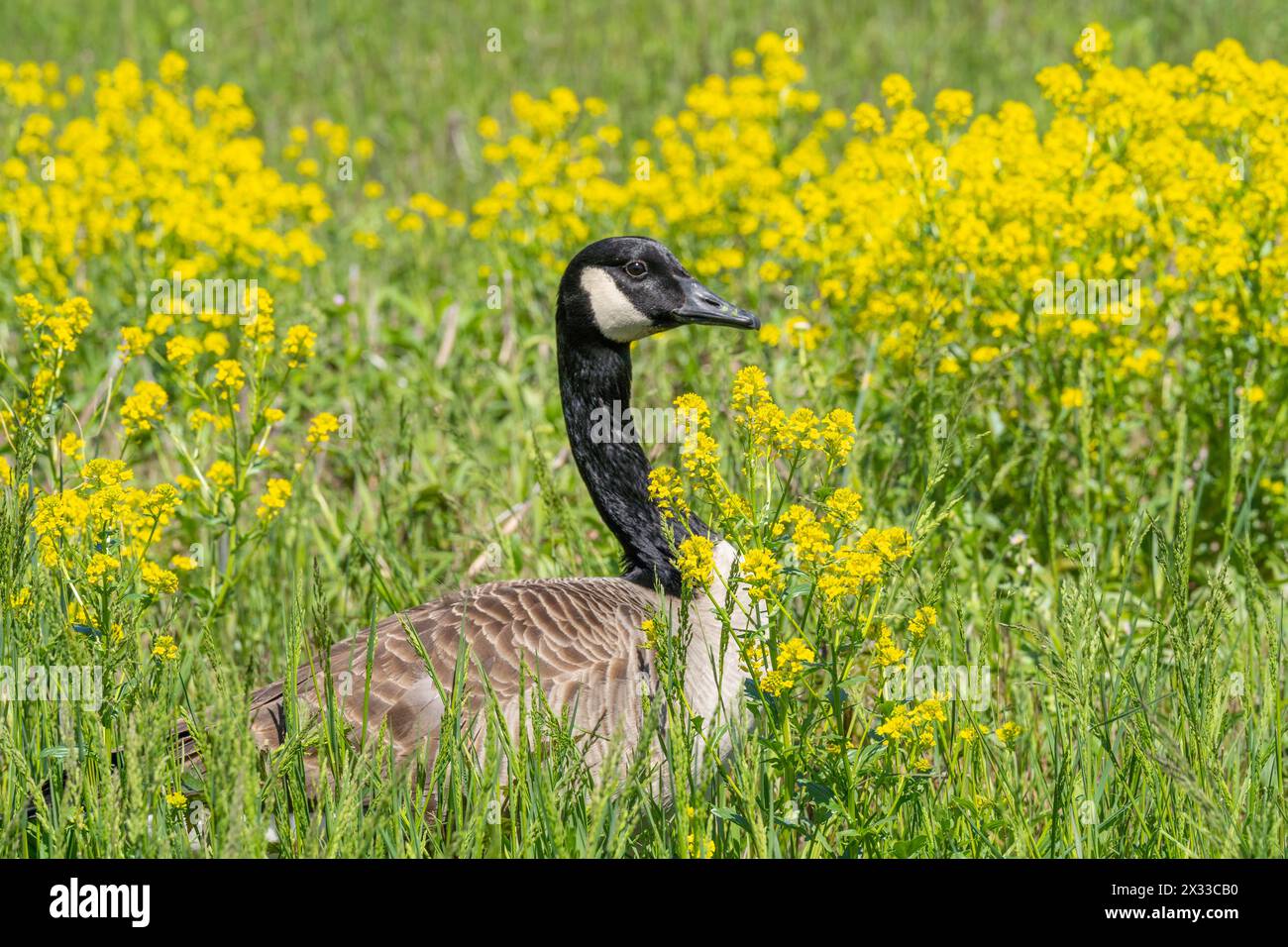 Close-up portrait of a Canada Goose nesting in a field of yellow wildflowers in spring. Stock Photo