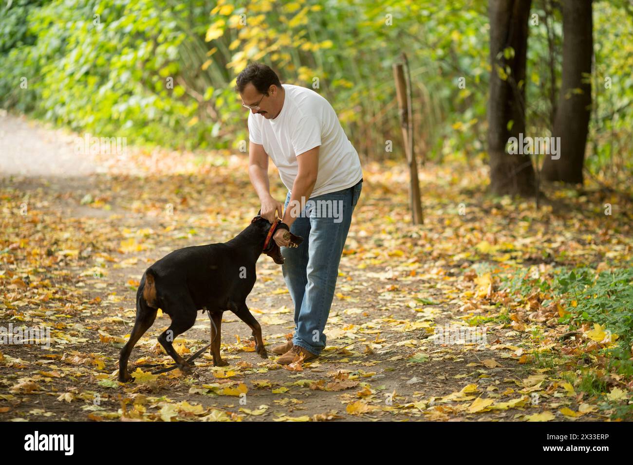 Man in white t-shirt is fighting with a dobarmann in the wood. Stock Photo