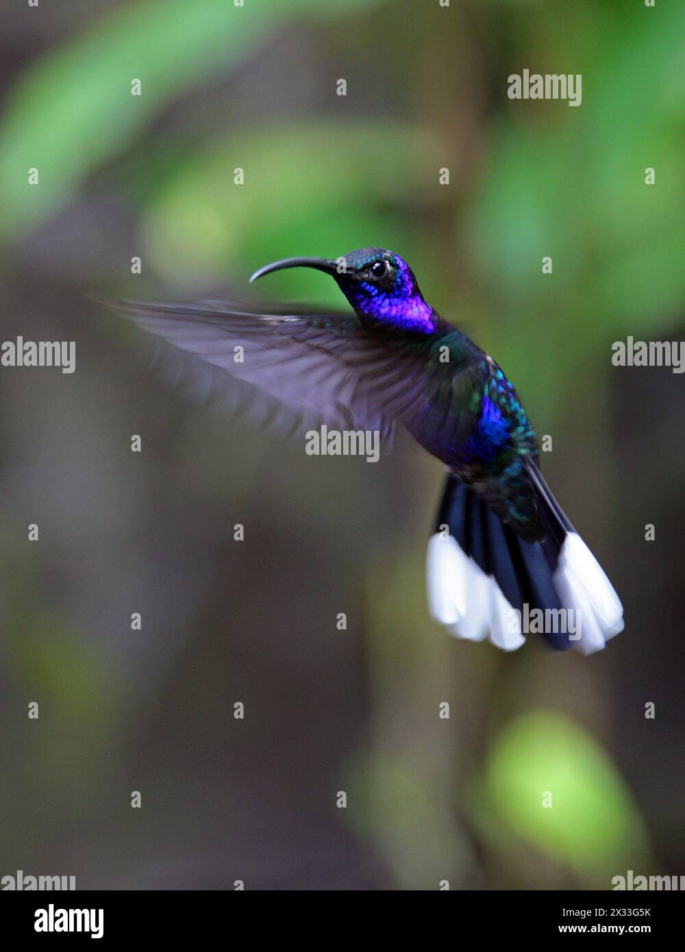 Violet Sabrewing, Campylopterus hemileucurus, Trochilidae. Monteverde, Costa Rica.  Large Hummingbird. Stock Photo