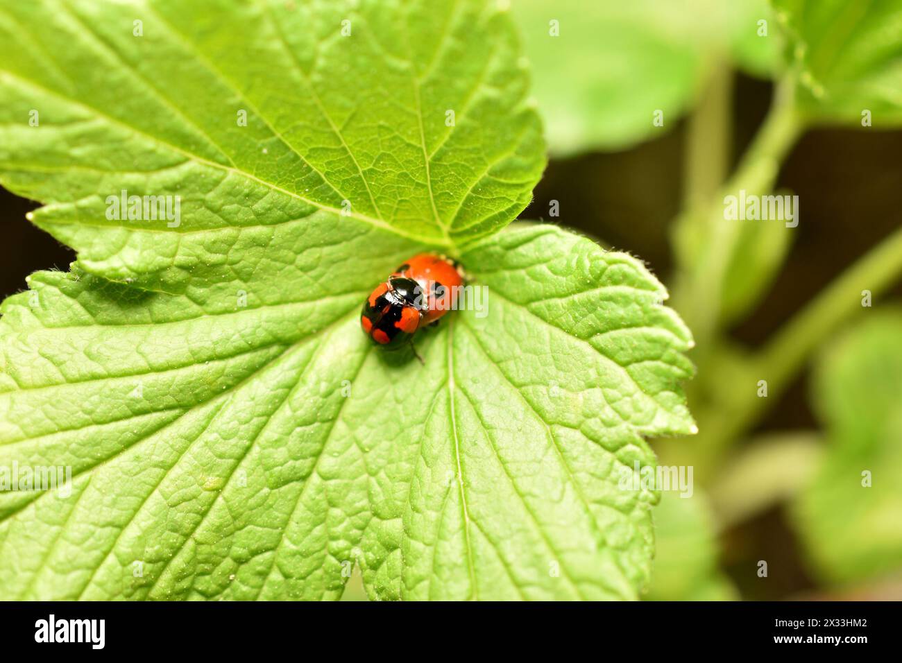 Two red ladybugs breed on a wide green leaf. Stock Photo