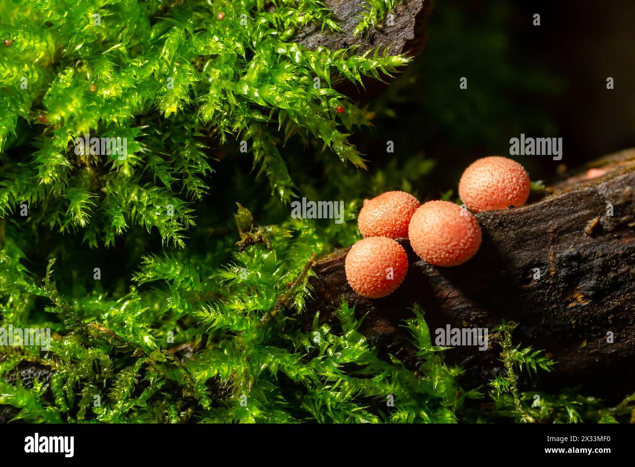 Orange red slime mold mushroom Lycogala epidendrum in the autumn forest. Stock Photo