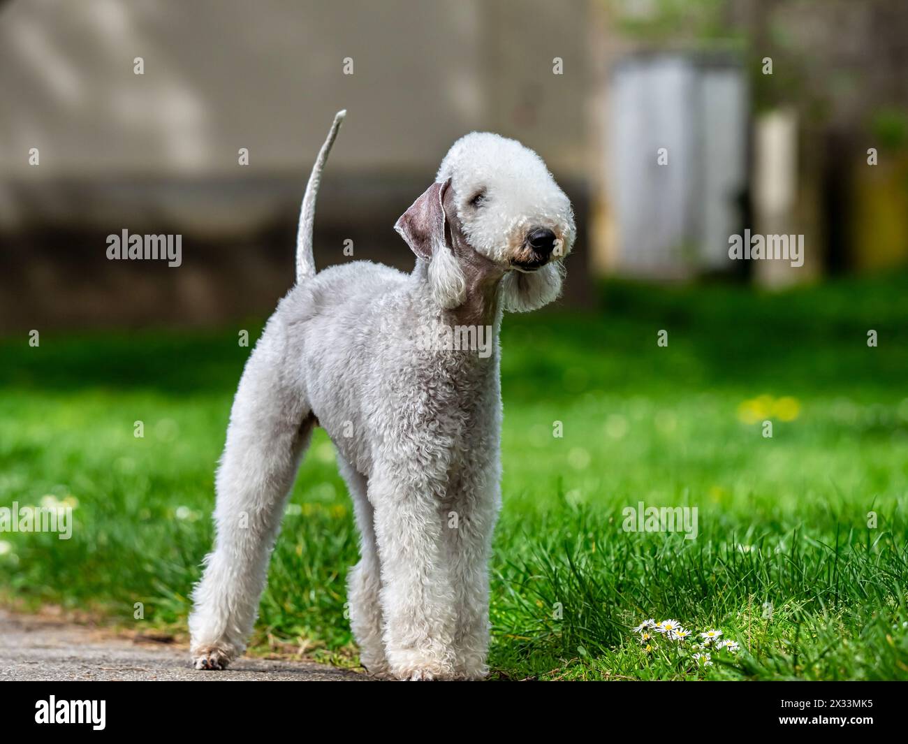 Hot sheep terrier Sale