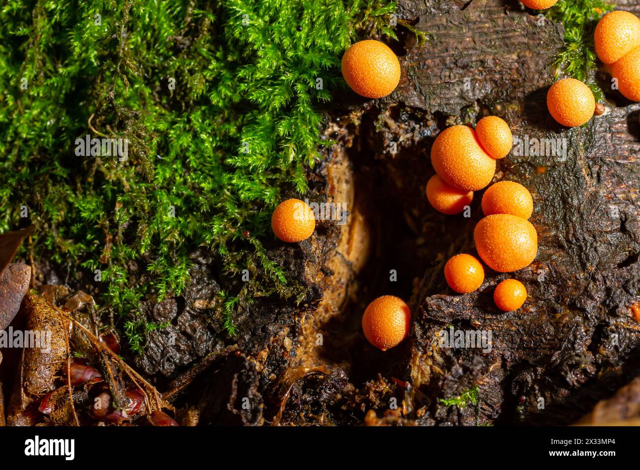 Orange red slime mold mushroom Lycogala epidendrum in the autumn forest. Stock Photo