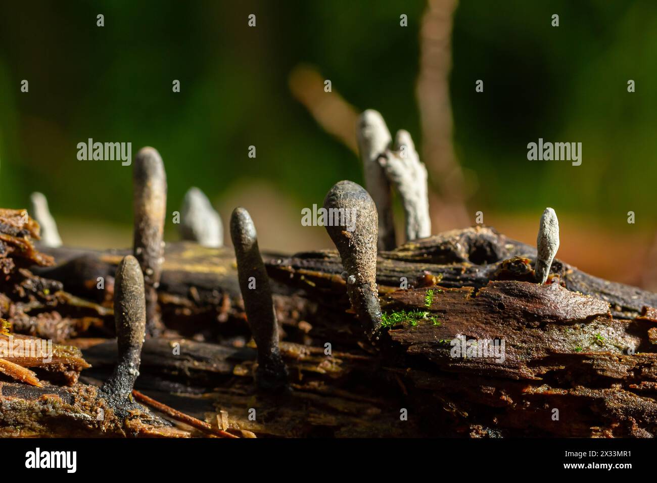 Xylaria hypoxylon is a species of fungus in the family Xylariaceae known by a variety of common names such as the candlestick fungus, the candlesnuff Stock Photo