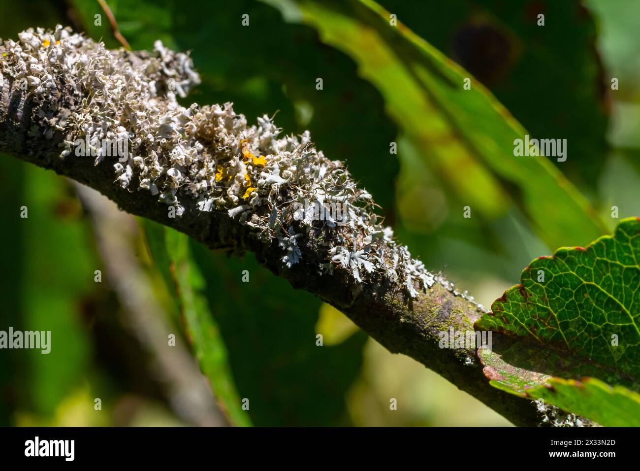 The most beautiful lichens photographed in the middle of winter: Evernia prunastri, Physcia sp and Physcia stellaris. Stock Photo