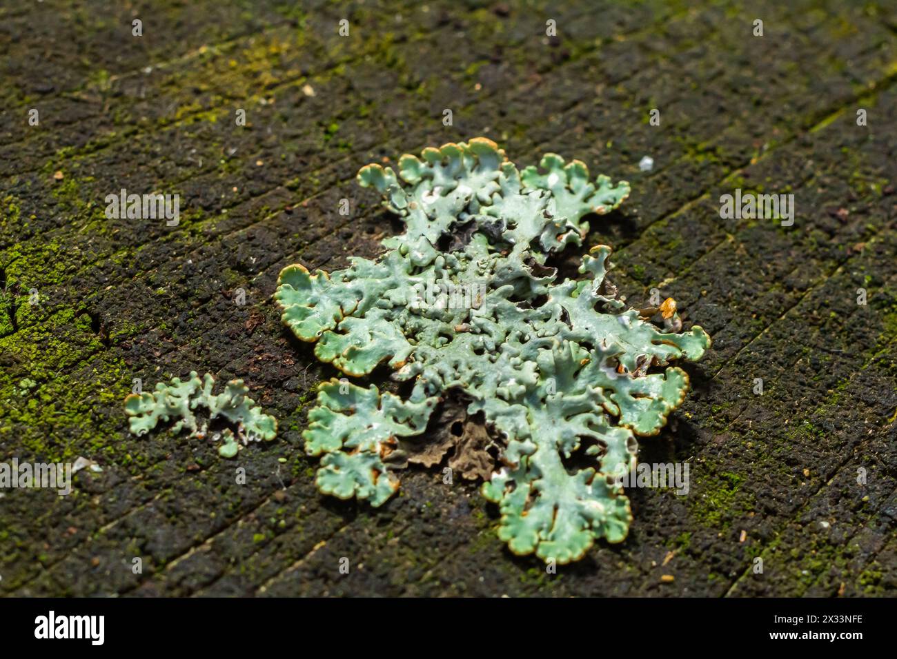 A close up of lichen Hypogymnia physodes on a old tree branch. Stock Photo