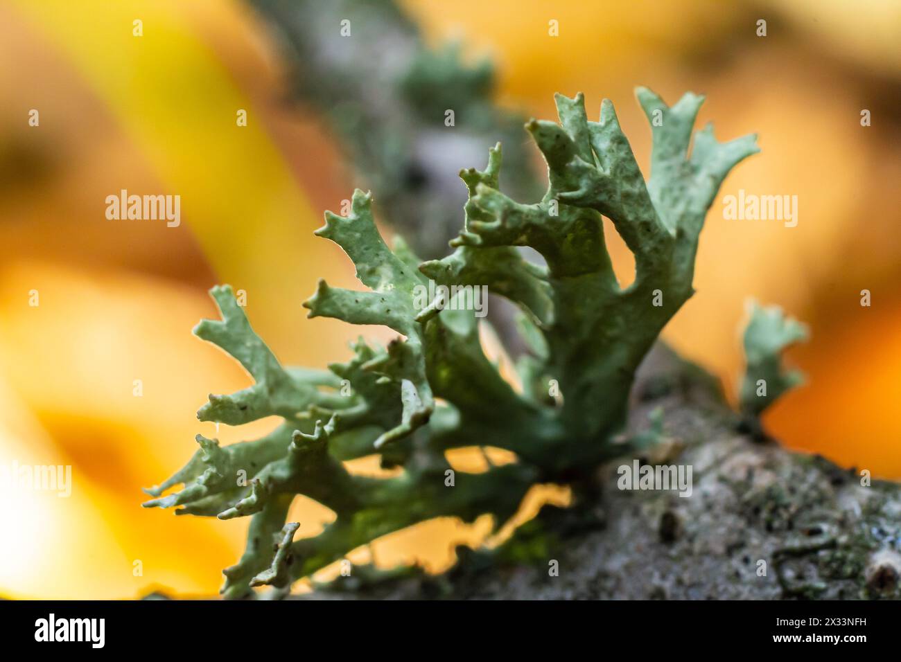 A close up of lichen Hypogymnia physodes on a old tree branch. Stock Photo