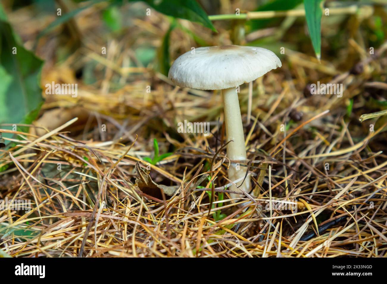 Lentil shanklet, also called appleseed coincap mushroom, Collybia tuberosa. Stock Photo