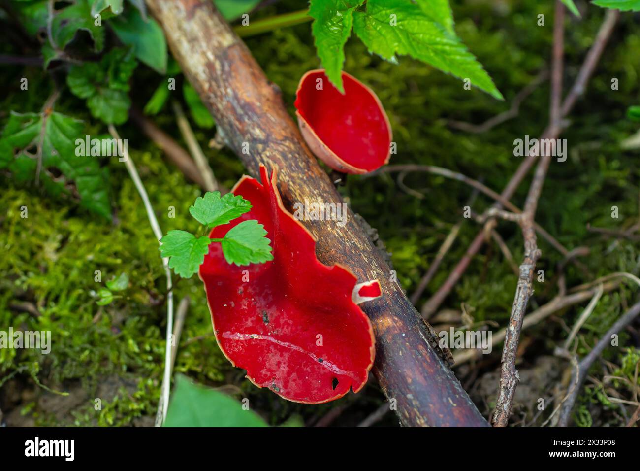 Spring edible red mushrooms Sarcoscypha grow in forest. close up. sarcoscypha austriaca or Sarcoscypha coccinea - mushrooms of early spring season, kn Stock Photo