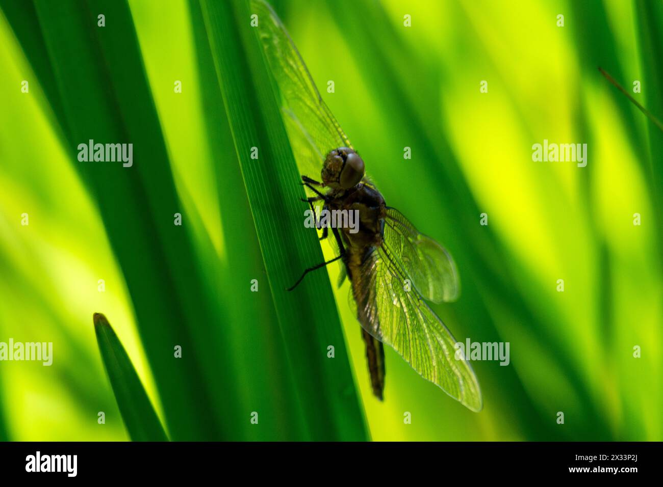 A female blue dasher dragonfly rests on a reed Stock Photo - Alamy