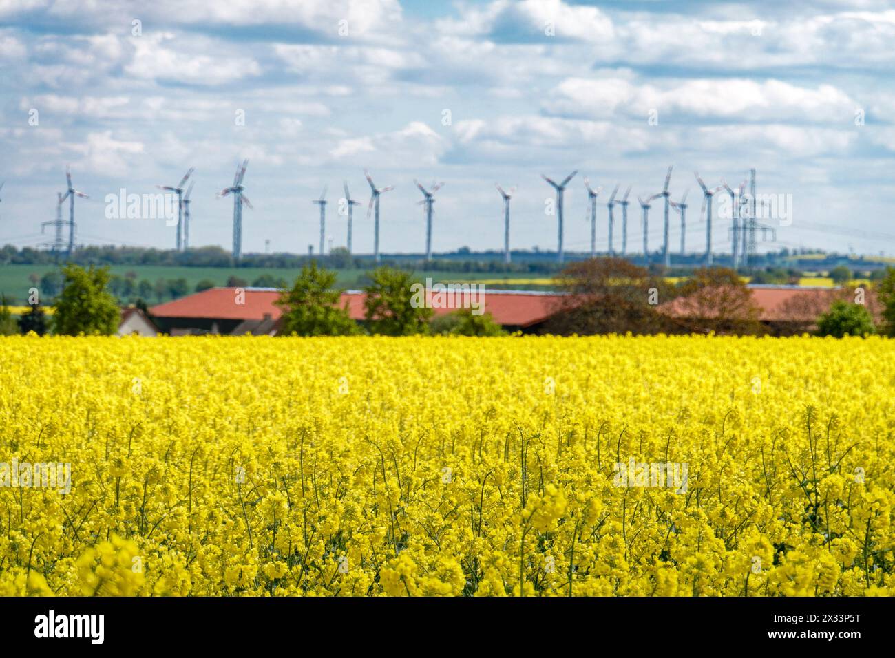 Windräder, Rapsfeld, Frühling, Sachsen-Anhalt, Deutschland Stock Photo