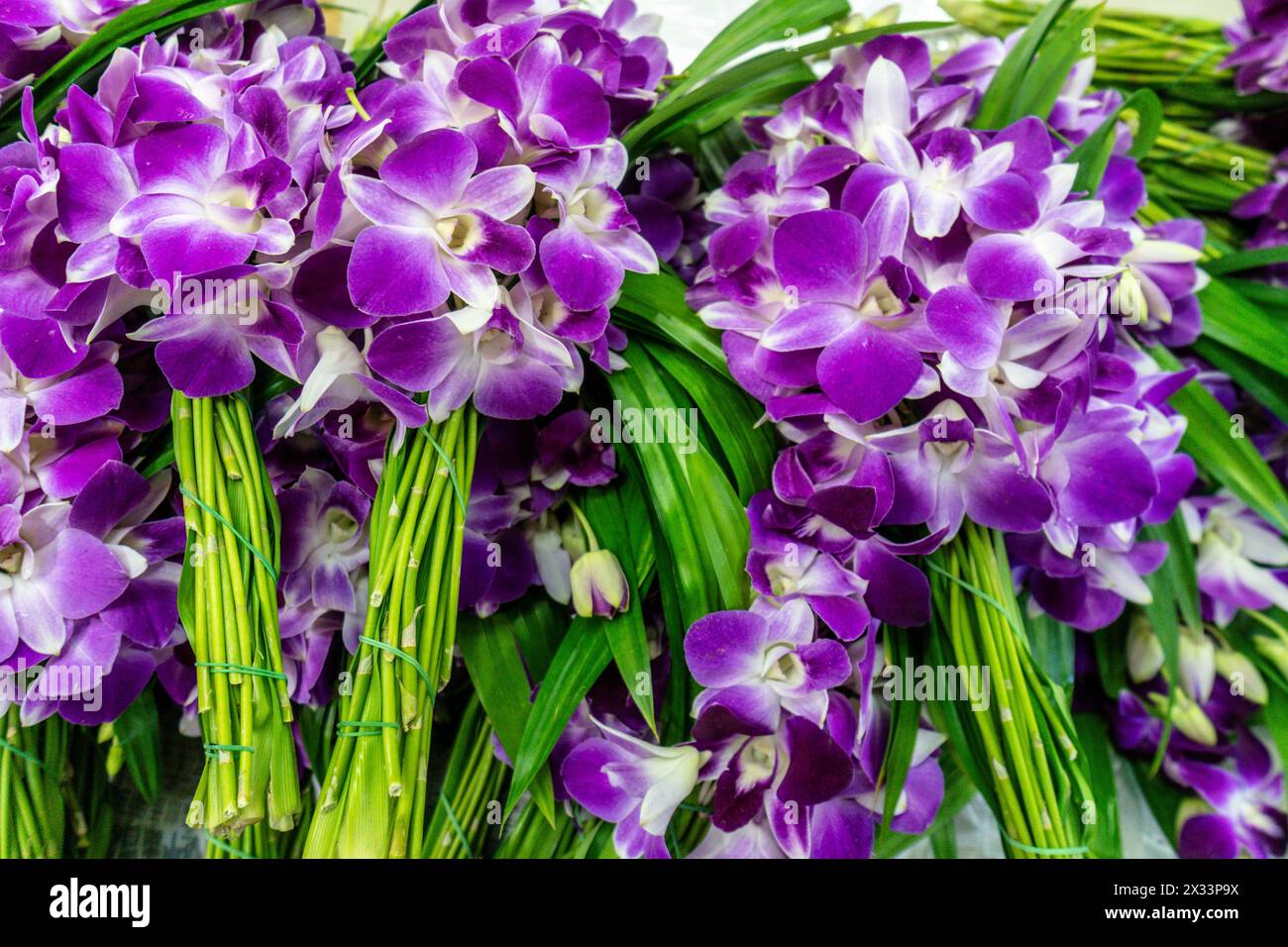 Orchideen, Blumenmarkt  Pak Klong Talad , Phra Nakhon, Bangkok Thailand Stock Photo