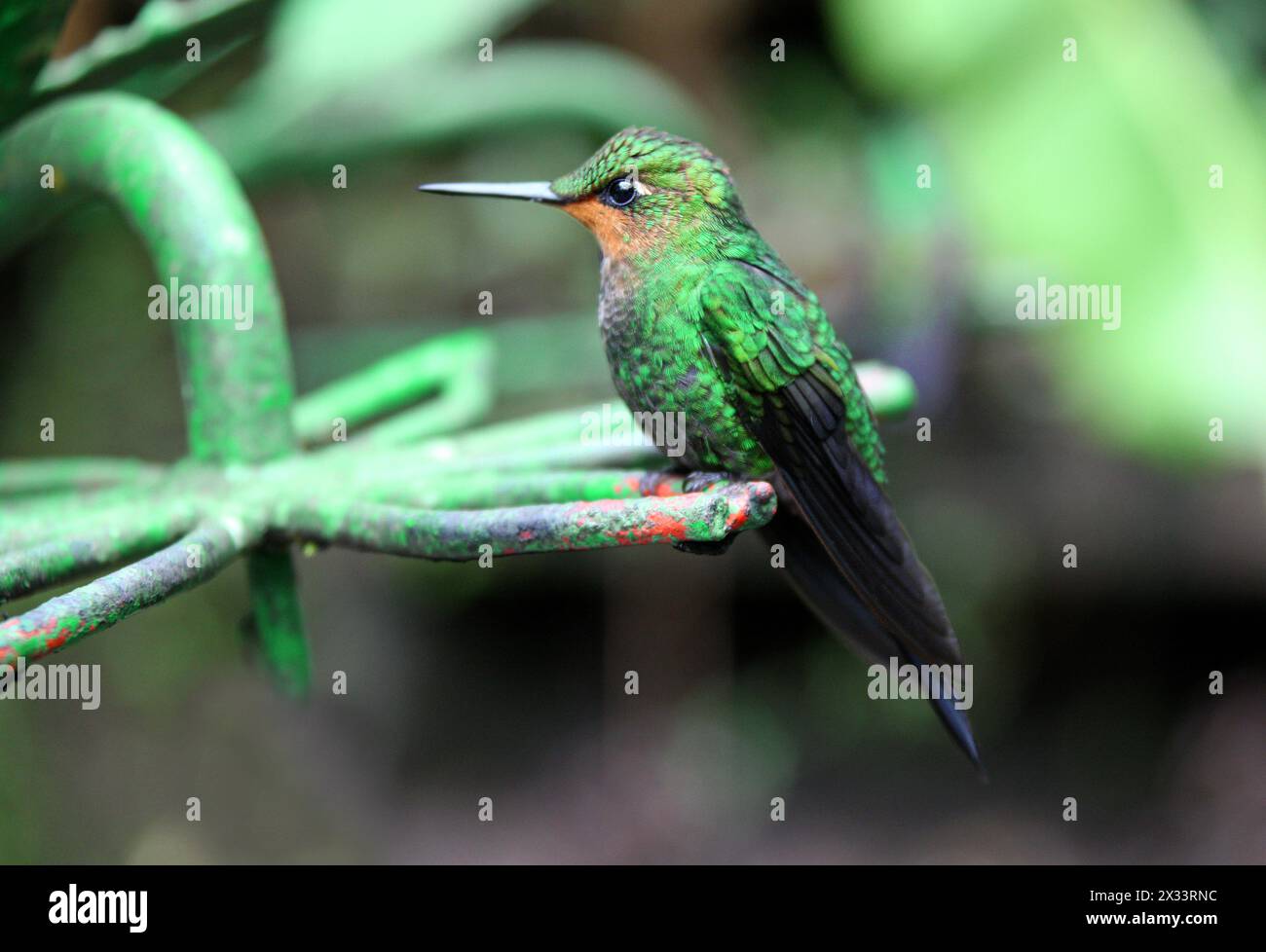 Juvenile Green-crowned Brilliant, Heliodoxa jacula, Trochilidae. Monteverde, Costa Rica. Aka Green-fronted Brilliant. Stock Photo