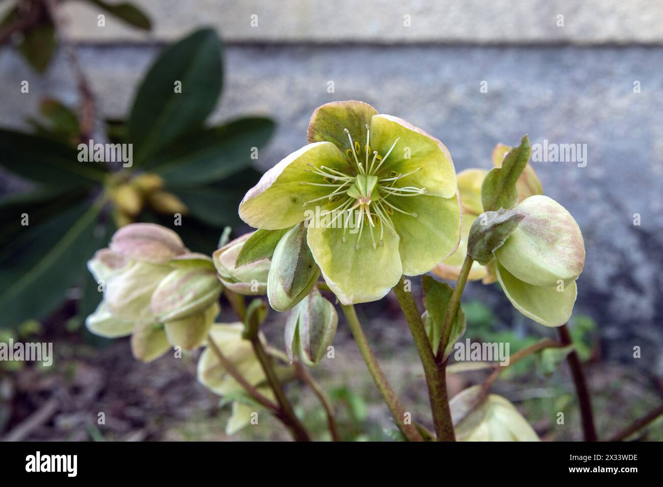 Close up of Christmas ose Hellebore april in garden Stock Photo
