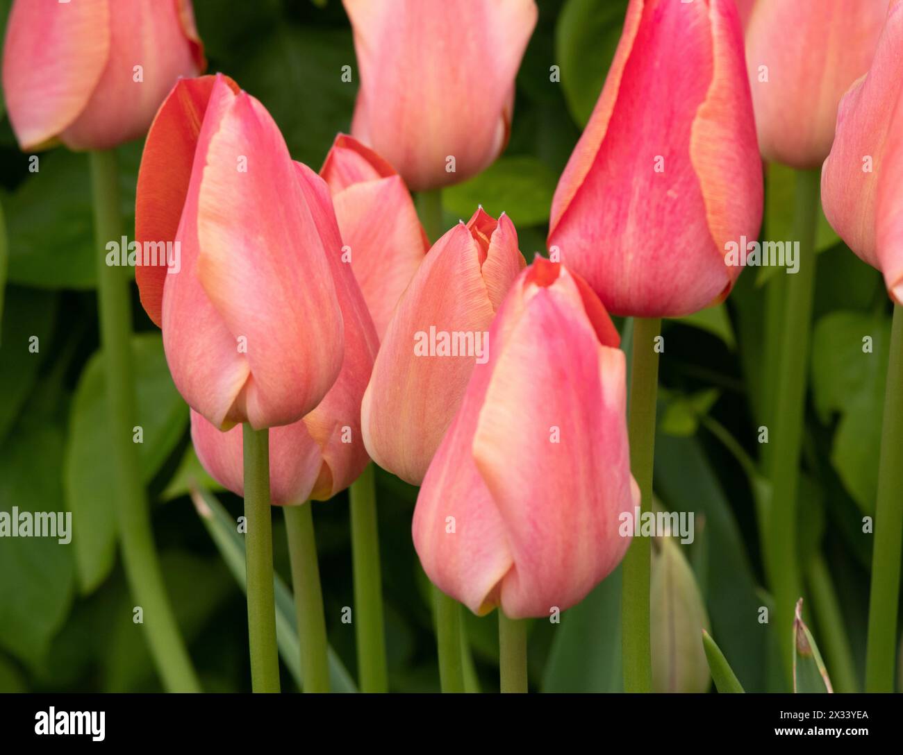 Tulip Stunning Apricot Stock Photo