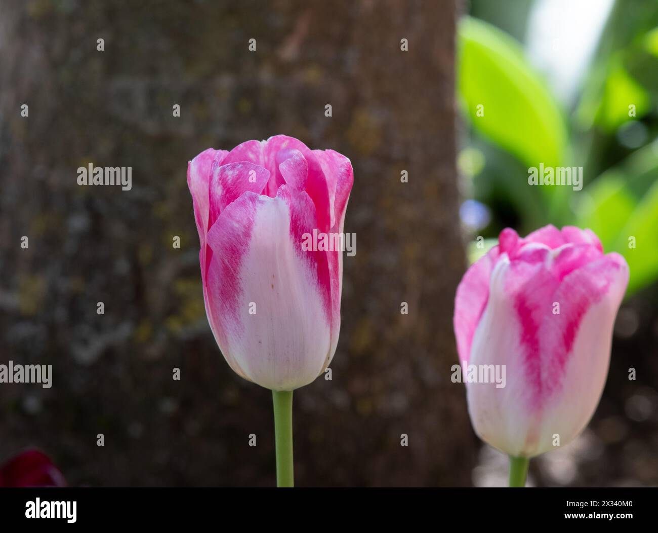 Tulip Infinity Stock Photo
