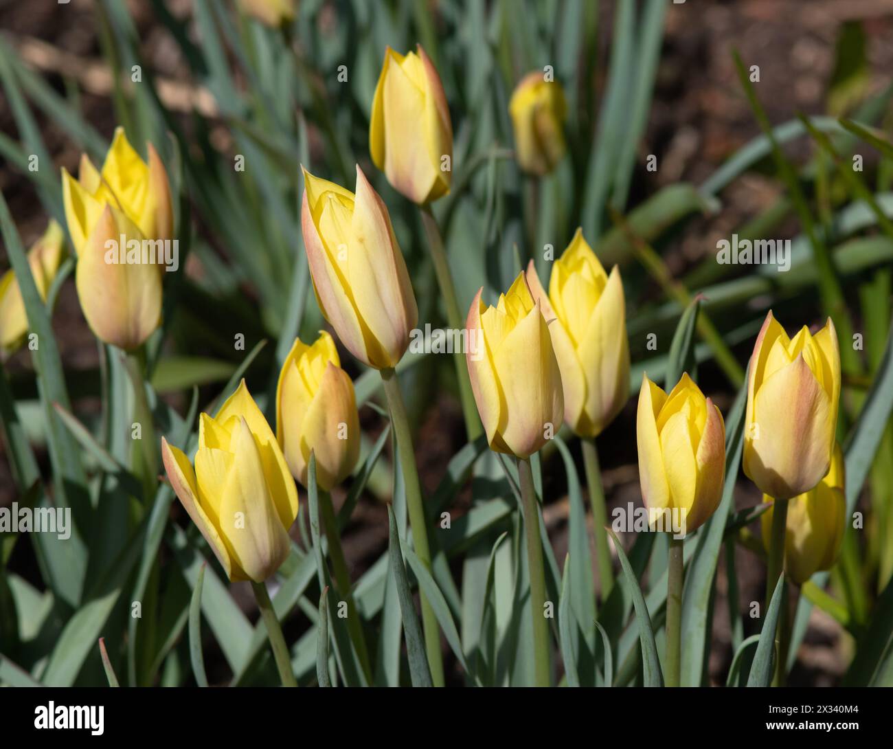 Species tulip Honky Tonk Stock Photo
