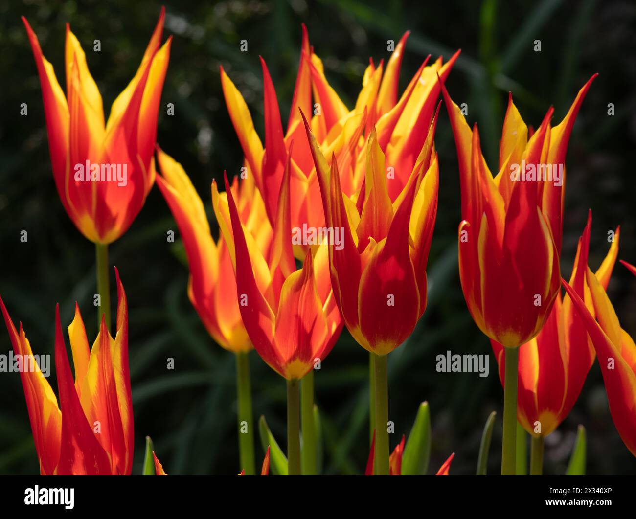 Tulip Aladdin Stock Photo