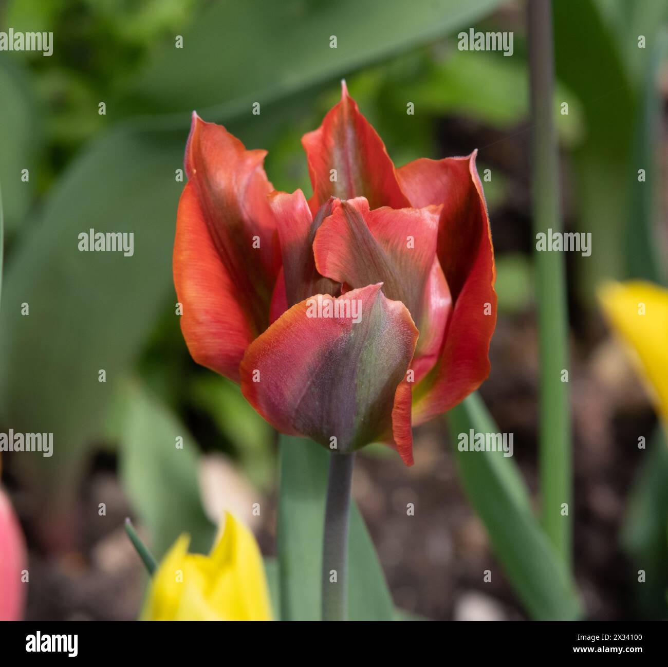 Tulip Artist Stock Photo