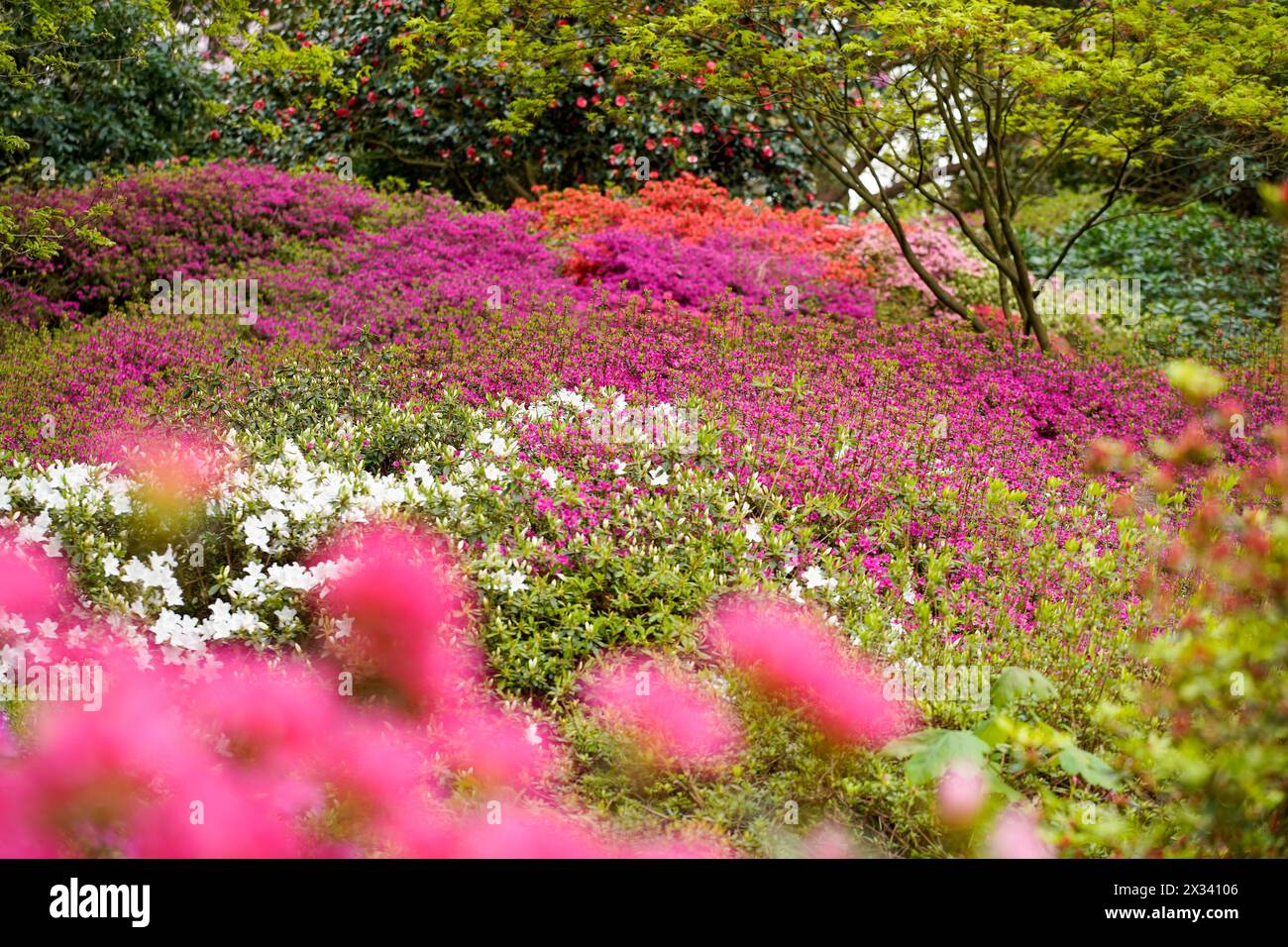Flowering plants in gardens Stock Photo - Alamy