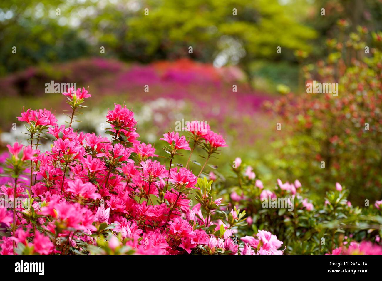 Flowering plants in gardens Stock Photo - Alamy