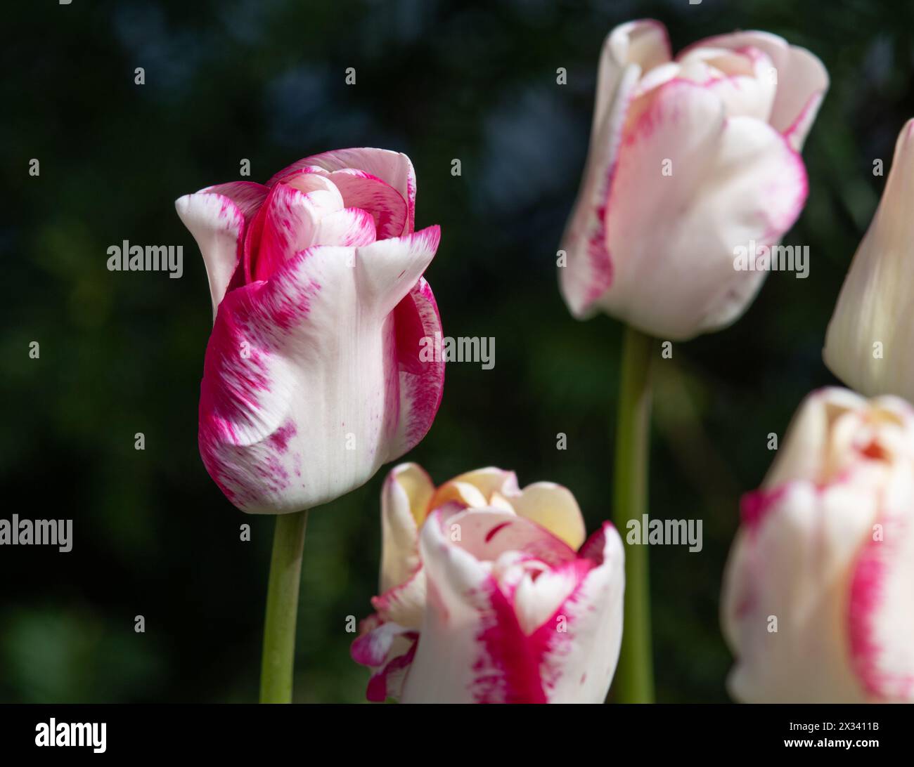 Tulip Play Girl Stock Photo