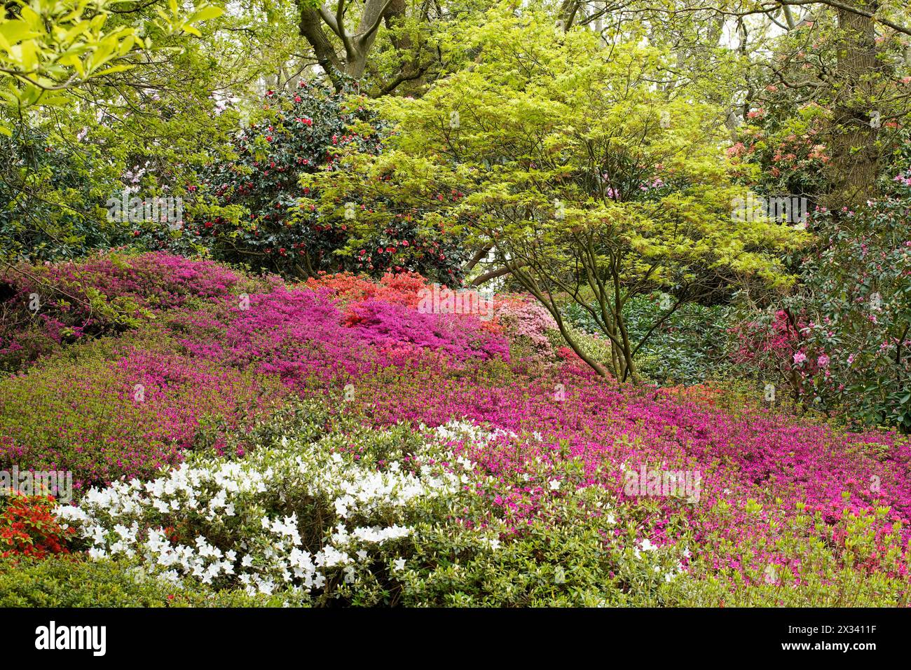 Flowering plants in gardens Stock Photo - Alamy