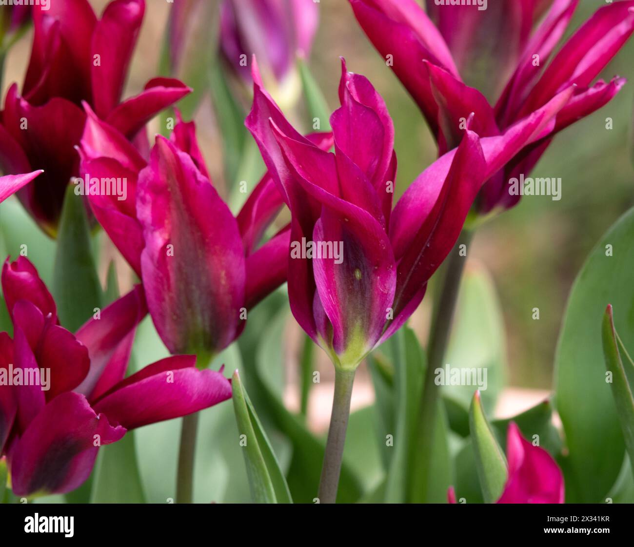 Tulip Purple Doll Stock Photo