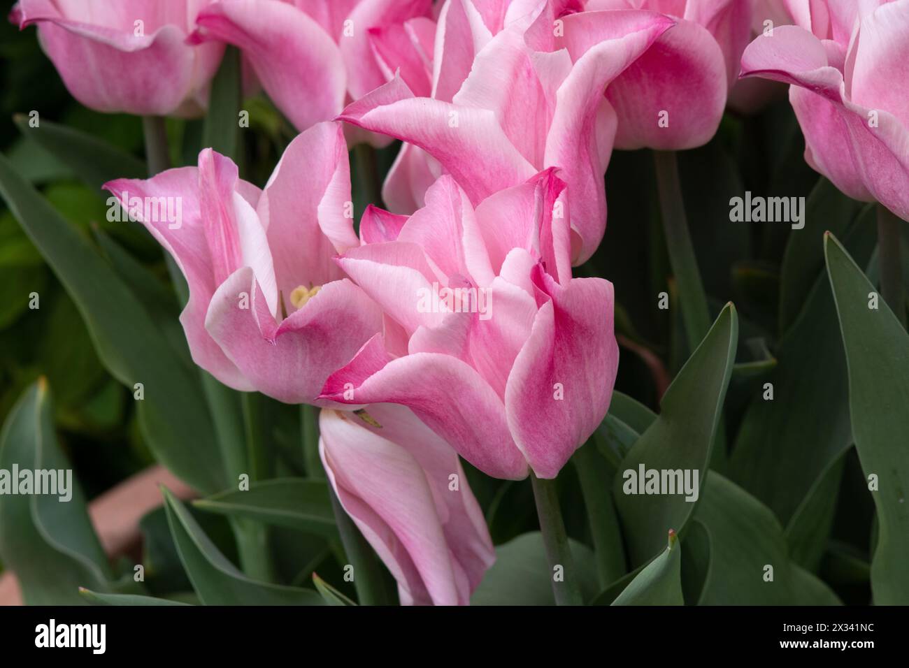 Tulip Miss Elegance Stock Photo