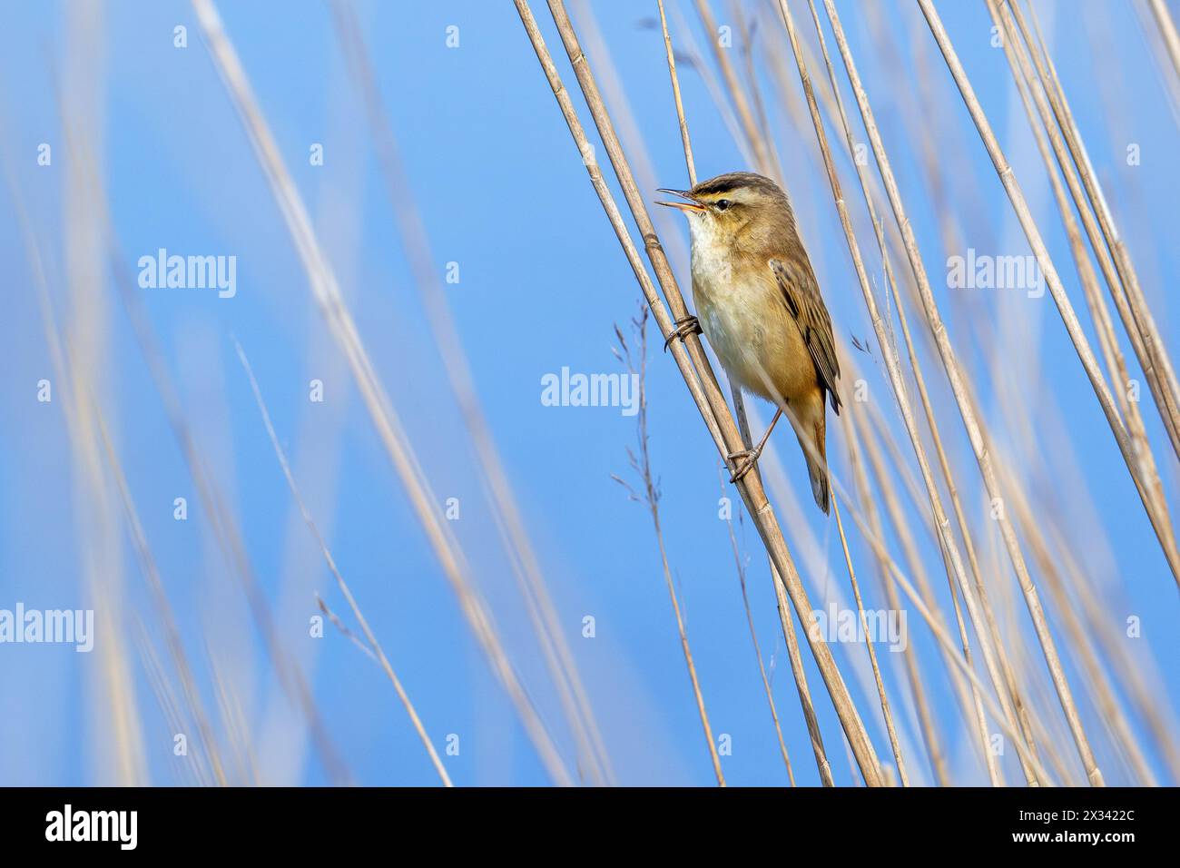 Sedge warbler (Acrocephalus schoenobaenus) perched in reedbed and ...