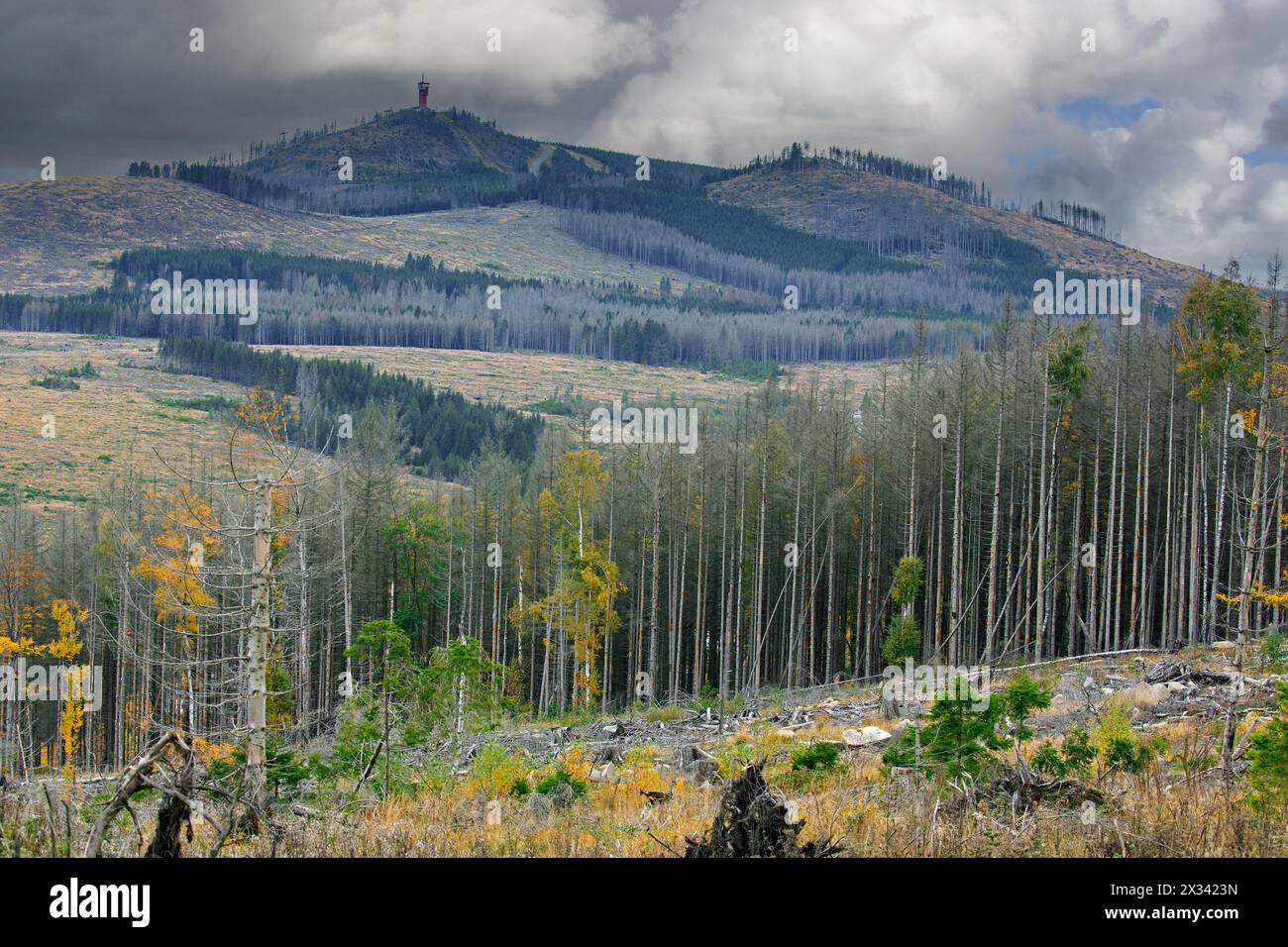 Dead spruce trees, destruction in forest caused by European spruce bark beetle (Ips typographus) infestation in Harz Mountains, Saxony-Anhalt, Germany Stock Photo