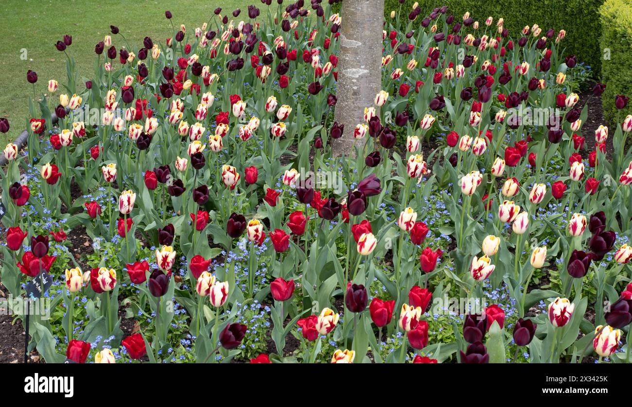 Burnby Hall Gardens mixed planting of Triumph tulips, Stock Photo