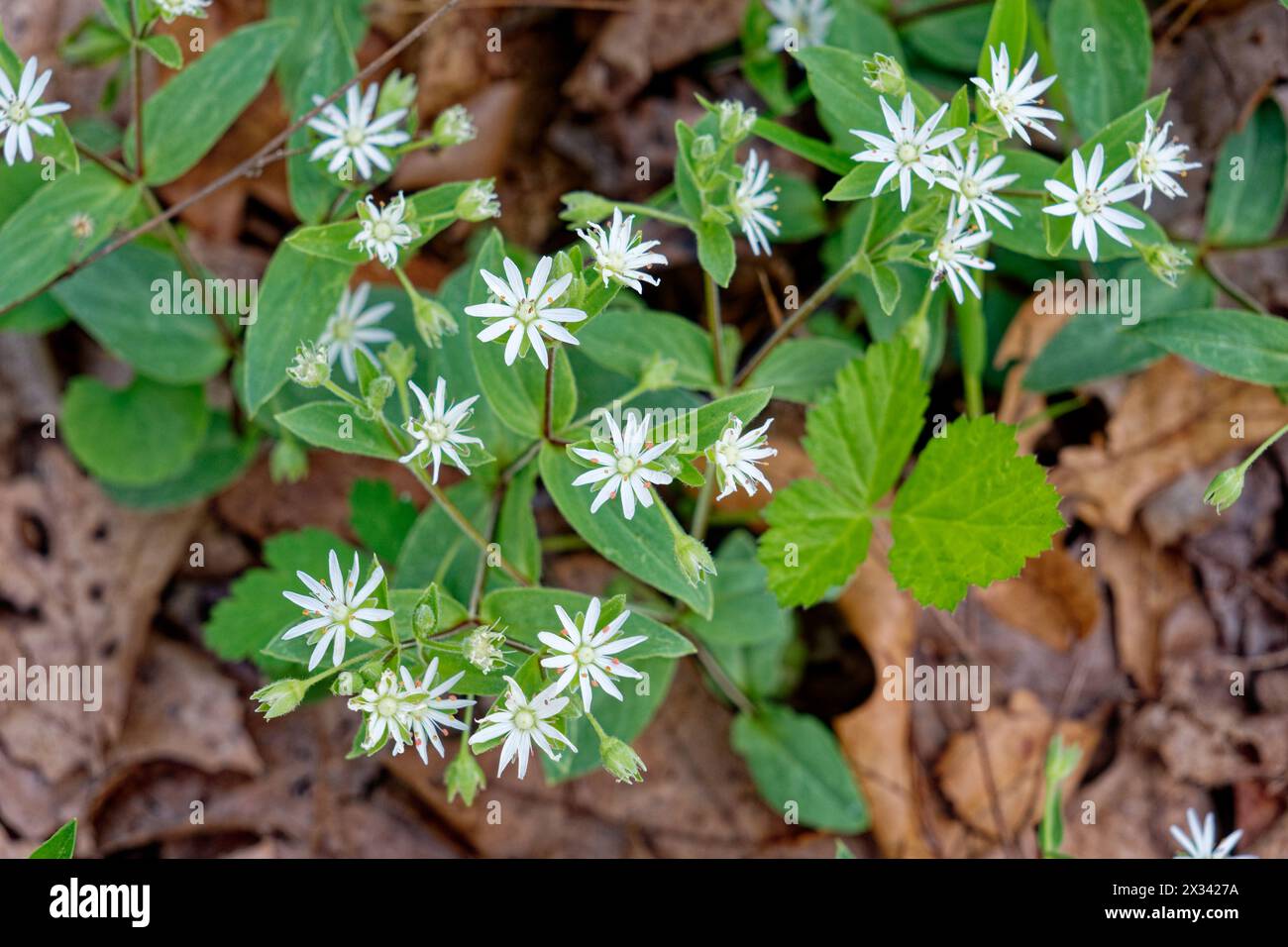 Looking down on the top of a star chickweed plant in bloom with little white flowers on stems going to the foliage and more to open emerging from the Stock Photo