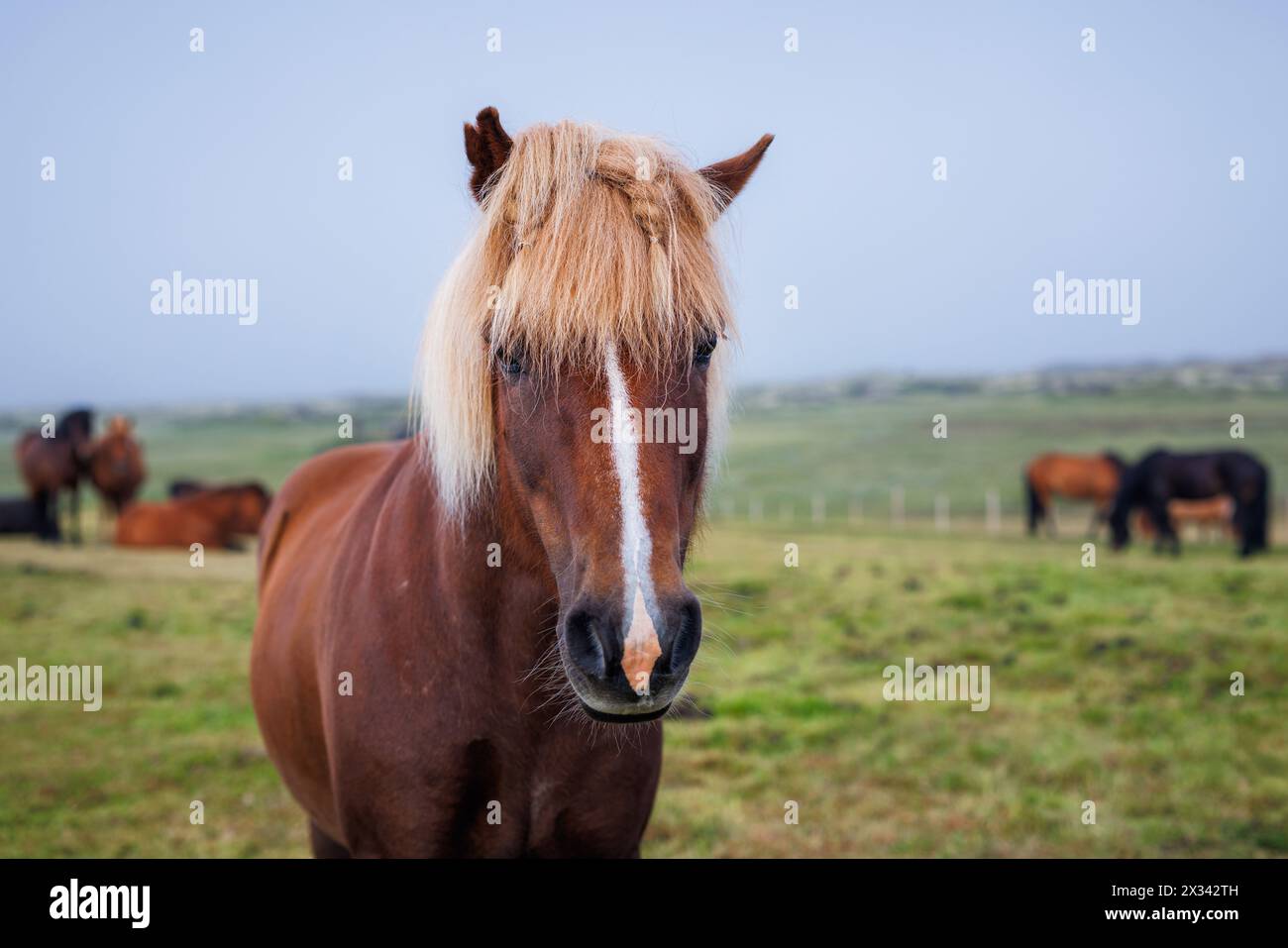 Bay horse color hi-res stock photography and images - Alamy