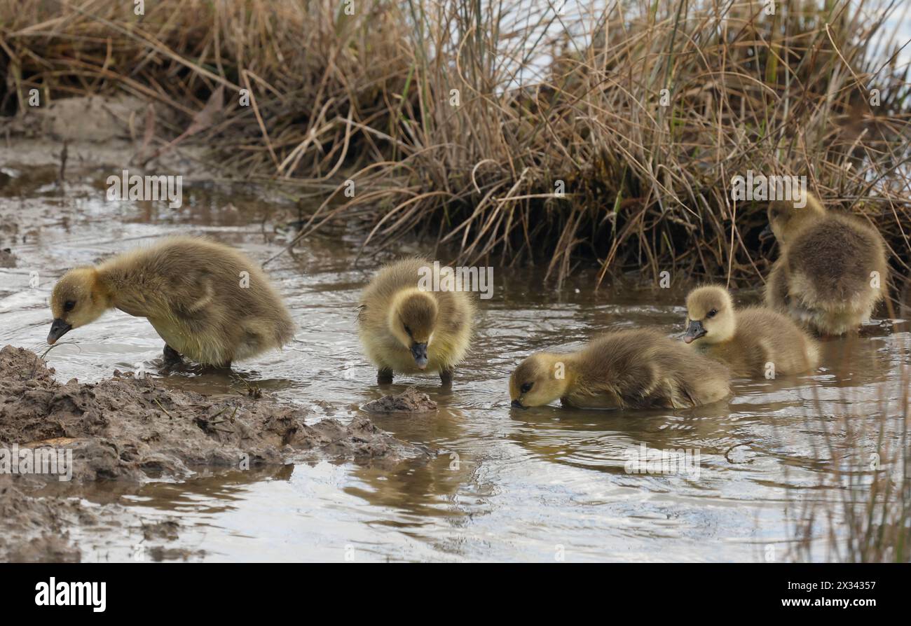 Purfleet Essex, UK. 24th Apr, 2024. Graylag Goose with their Goslings at RSPB Rainham Marshes Nature Reserve, Purfleet, Essex - 24th April 2024. Credit: Action Foto Sport/Alamy Live News Stock Photo