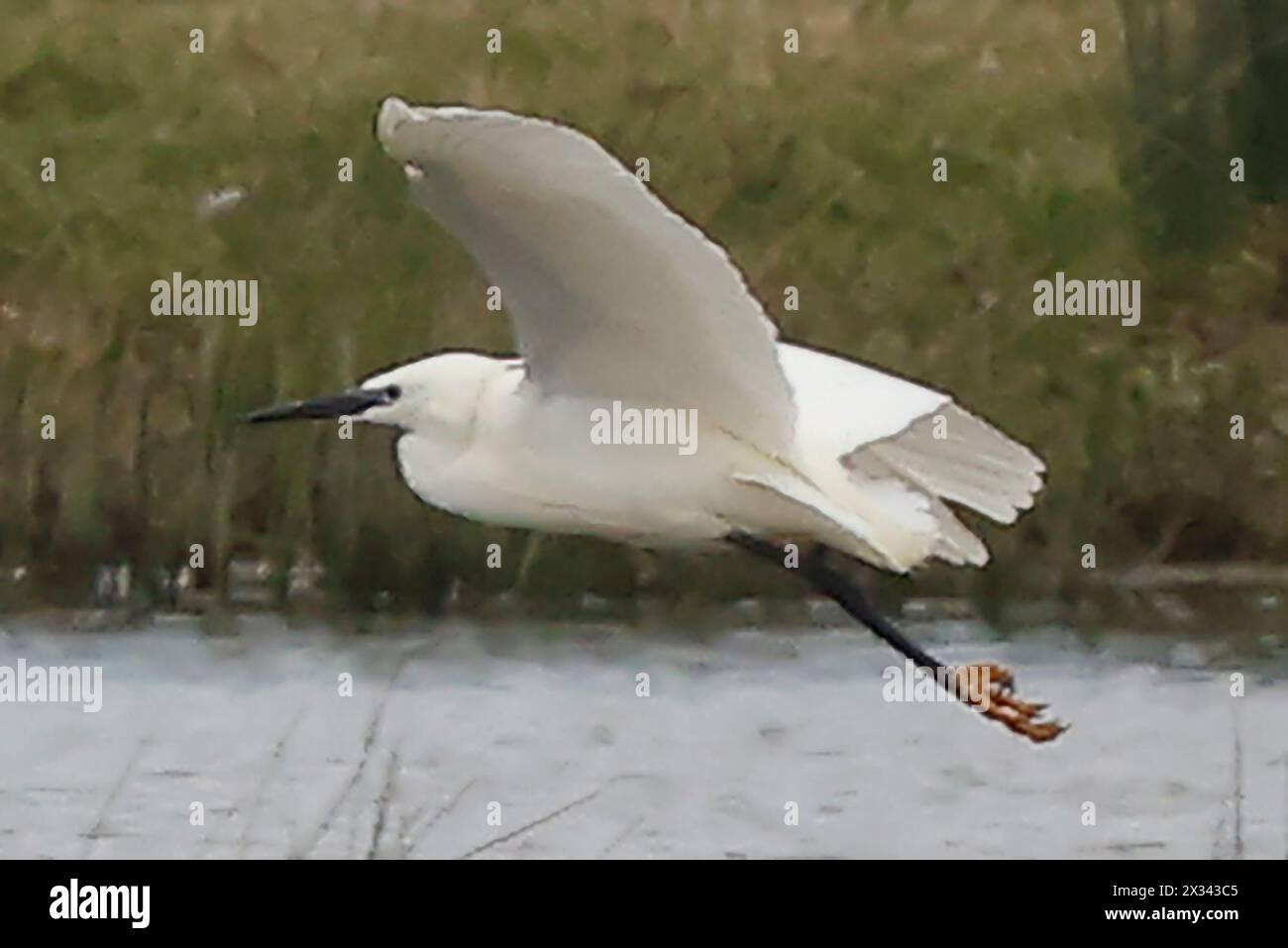 Purfleet Essex, UK. 24th Apr, 2024. Little Egret in flight at RSPB Rainham Marshes Nature Reserve, Purfleet, Essex - 24th April 2024. Credit: Action Foto Sport/Alamy Live News Stock Photo