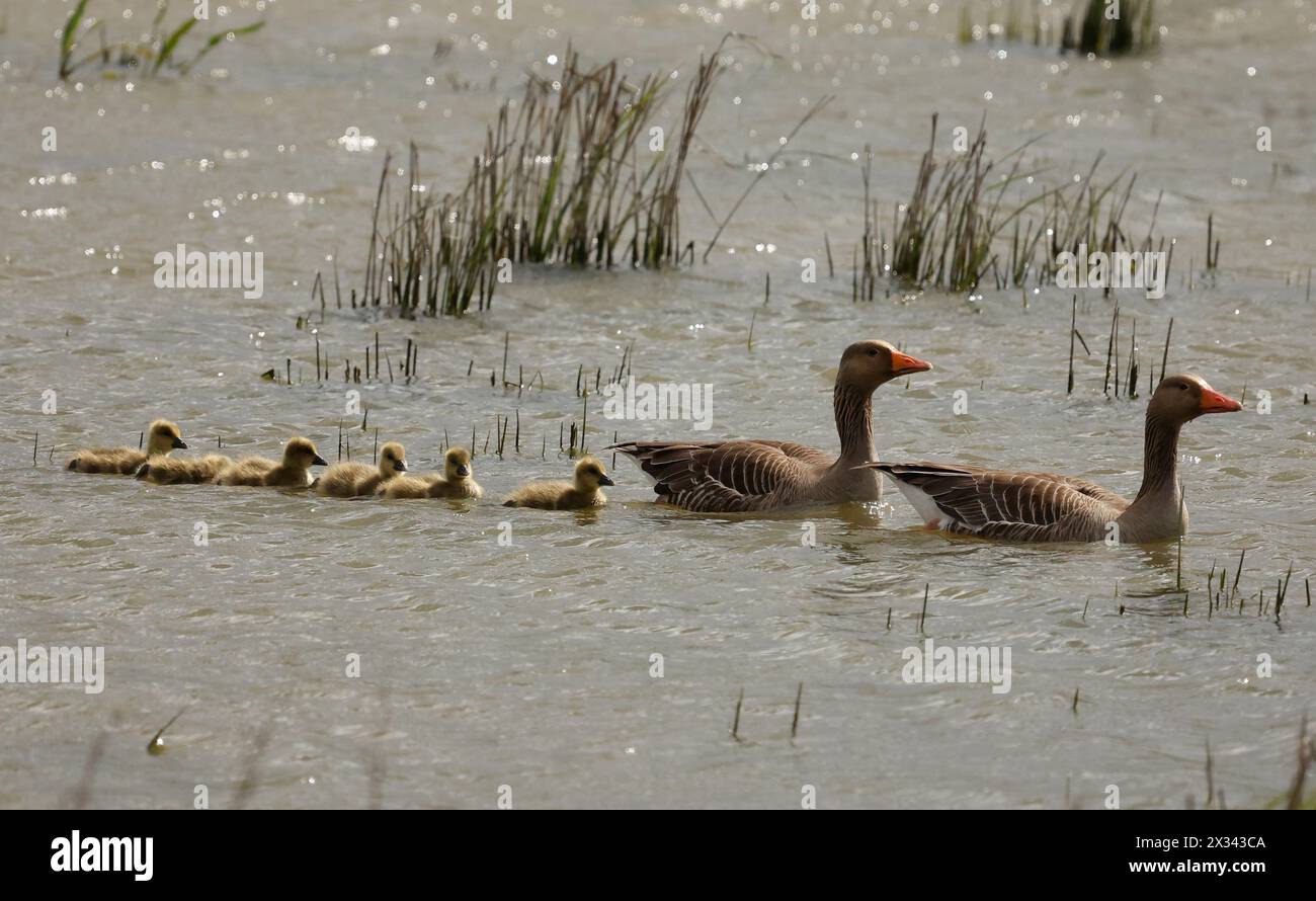 Purfleet Essex, UK. 24th Apr, 2024. Graylag Goose with their Goslings at RSPB Rainham Marshes Nature Reserve, Purfleet, Essex - 24th April 2024. Credit: Action Foto Sport/Alamy Live News Stock Photo