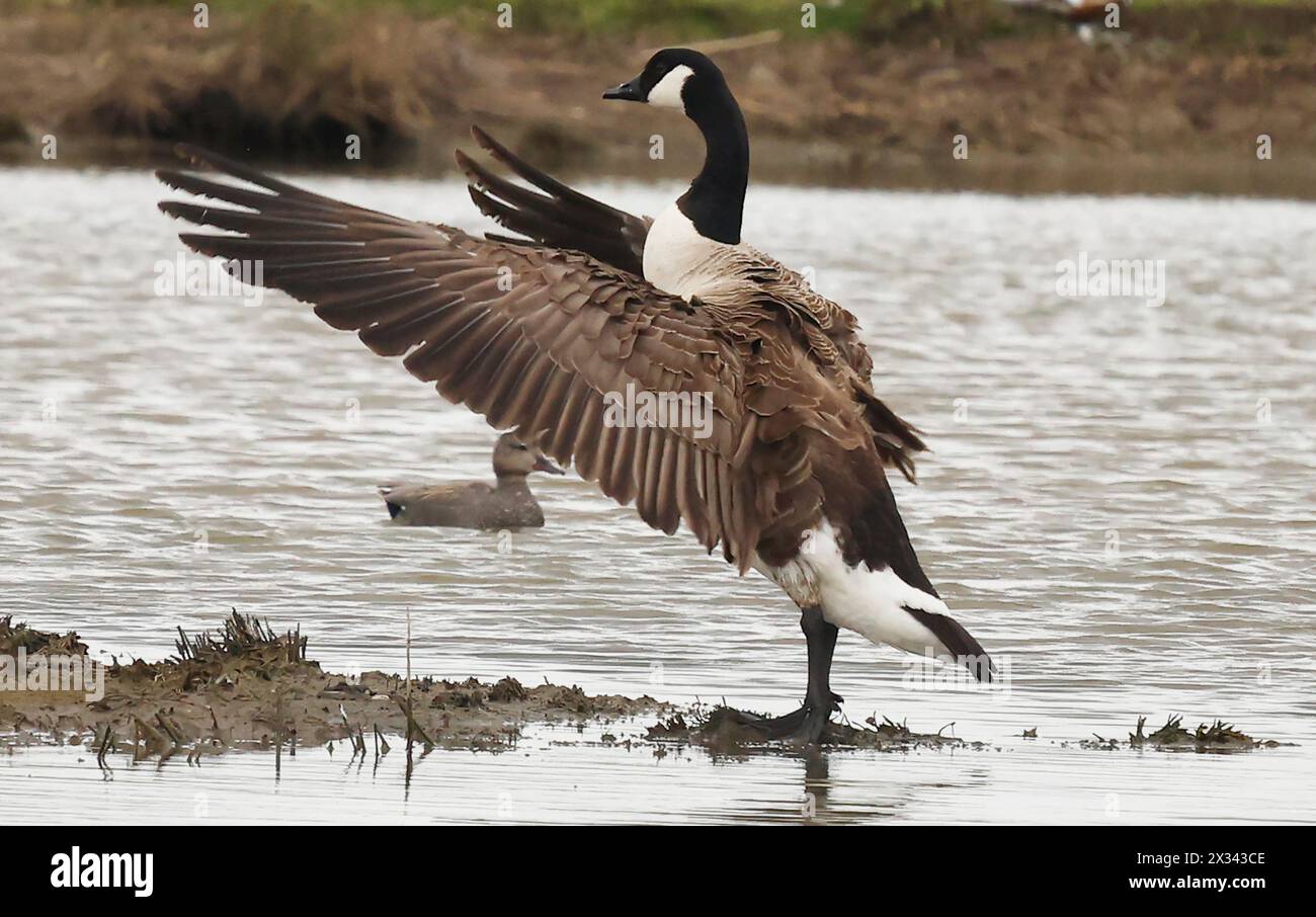 Purfleet Essex, UK. 24th Apr, 2024. Canada Goose open wings on water at RSPB Rainham Marshes Nature Reserve, Purfleet, Essex - 24th April 2024. Credit: Action Foto Sport/Alamy Live News Stock Photo