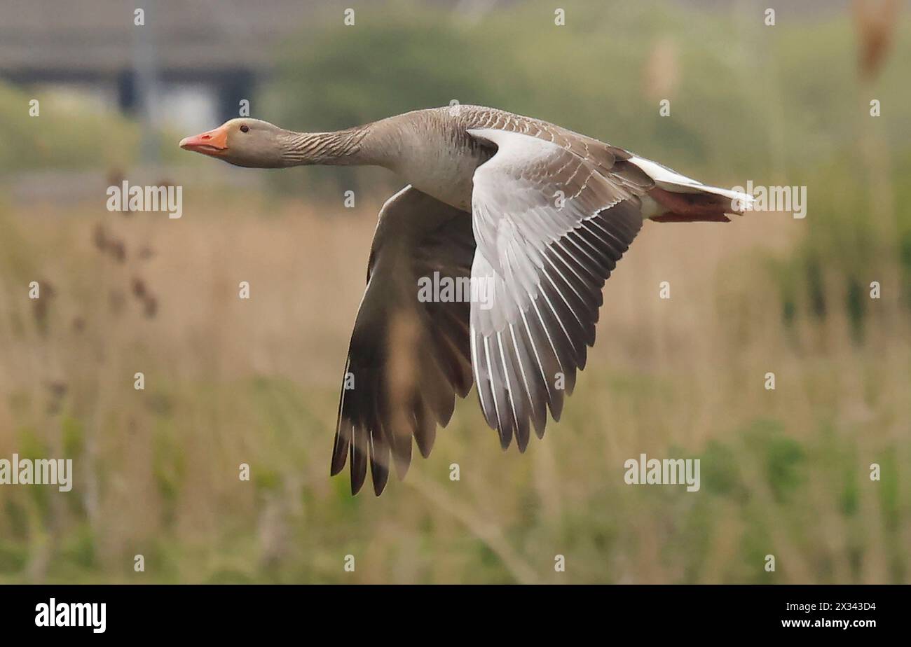 Purfleet Essex, UK. 24th Apr, 2024. Greylag Goose in flight at RSPB Rainham Marshes Nature Reserve, Purfleet, Essex - 24th April 2024. Credit: Action Foto Sport/Alamy Live News Stock Photo