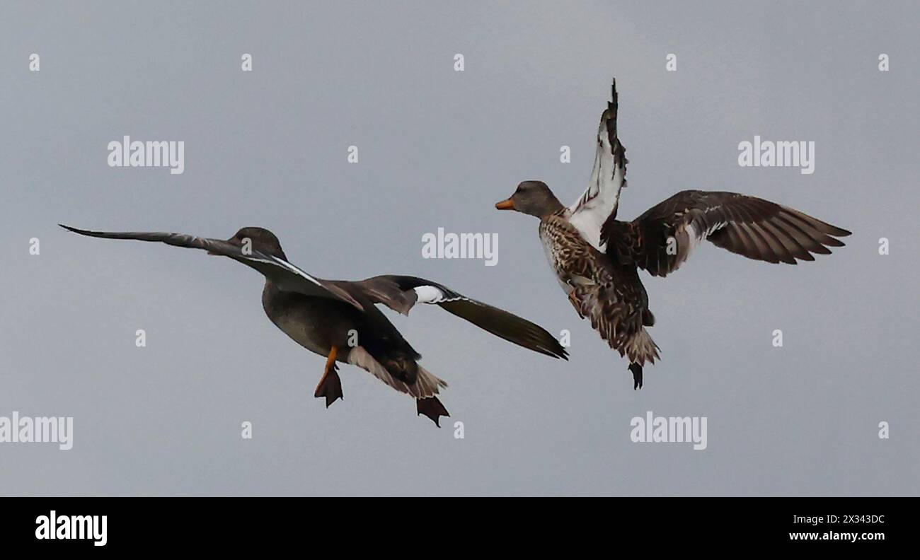 Purfleet Essex, UK. 24th Apr, 2024. Shoveler (Male and Female) in flight at RSPB Rainham Marshes Nature Reserve, Purfleet, Essex - 24th April 2024. Credit: Action Foto Sport/Alamy Live News Stock Photo