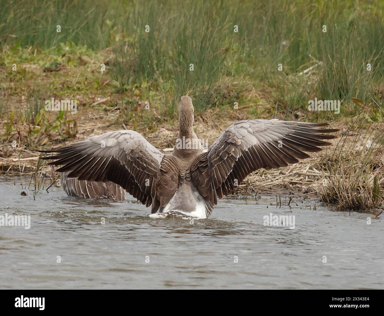 Purfleet Essex, UK. 24th Apr, 2024. Greylag Goose with its wings open at RSPB Rainham Marshes Nature Reserve, Purfleet, Essex - 24th April 2024. Credit: Action Foto Sport/Alamy Live News Stock Photo