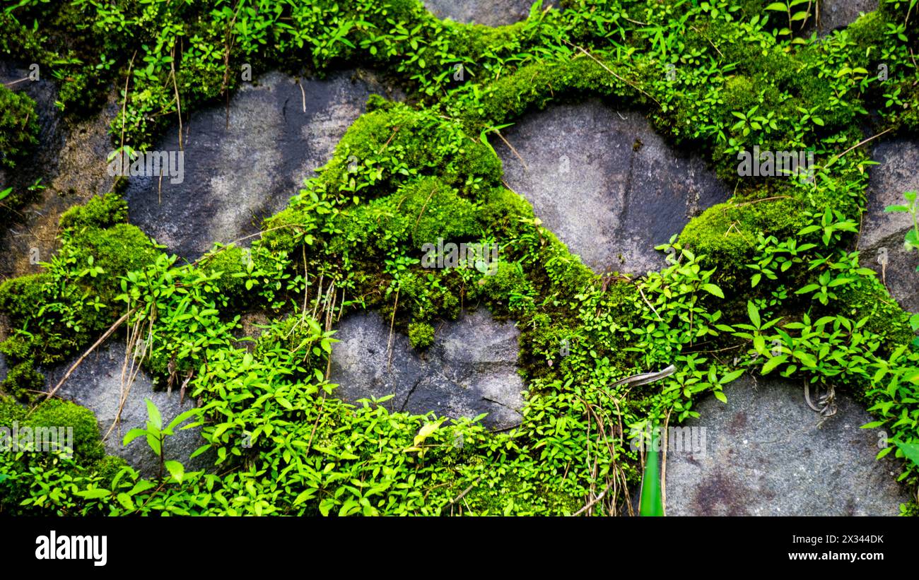 Green moss sticks to the stone walls to form certain patterns Stock Photo