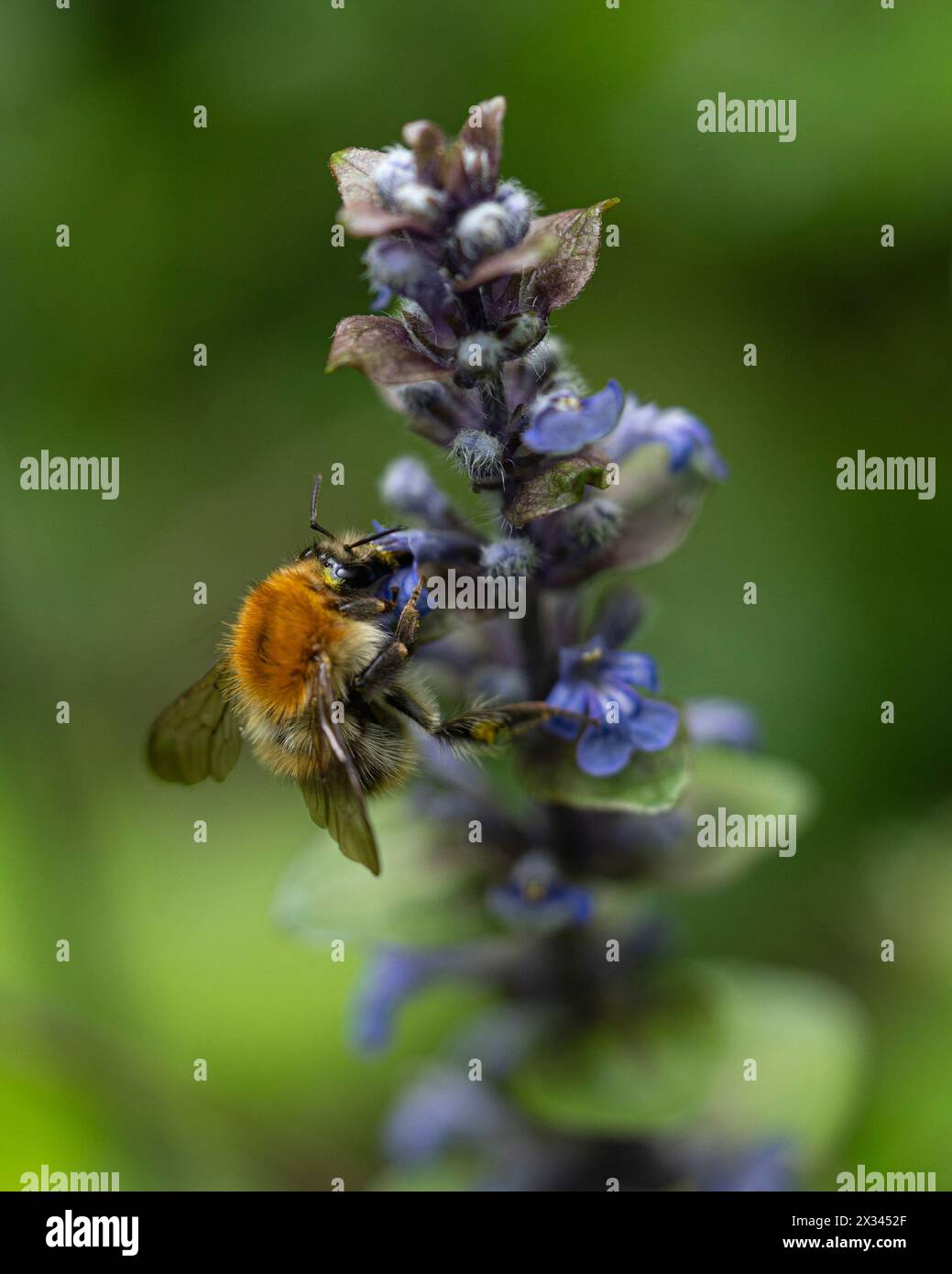 Pays, Ville, 2022-12-31. A bumblebee swirls around a creeping flugelhorn, before taking its nectar from it. Photograph by Valentin Gensse / Collectif Stock Photo