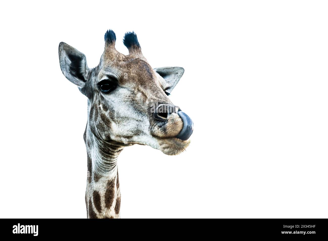 Giraffe funny portrait isolated in white background in Kruger National park, South Africa ; Specie Giraffa camelopardalis family of Giraffidae Stock Photo