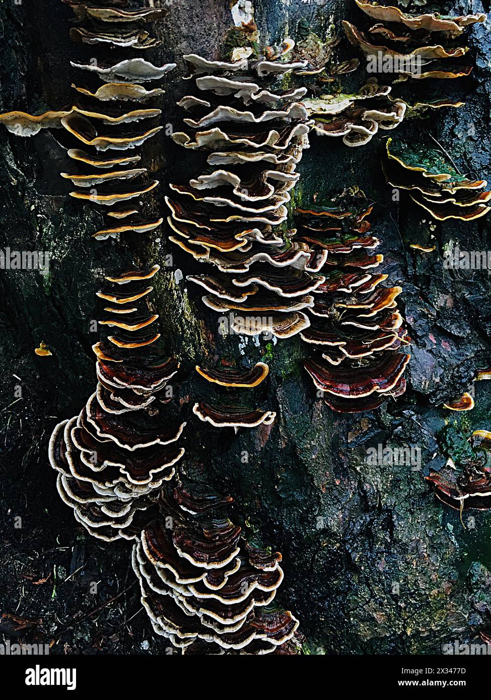 rainbow colored, layered tree fungus Stock Photo - Alamy