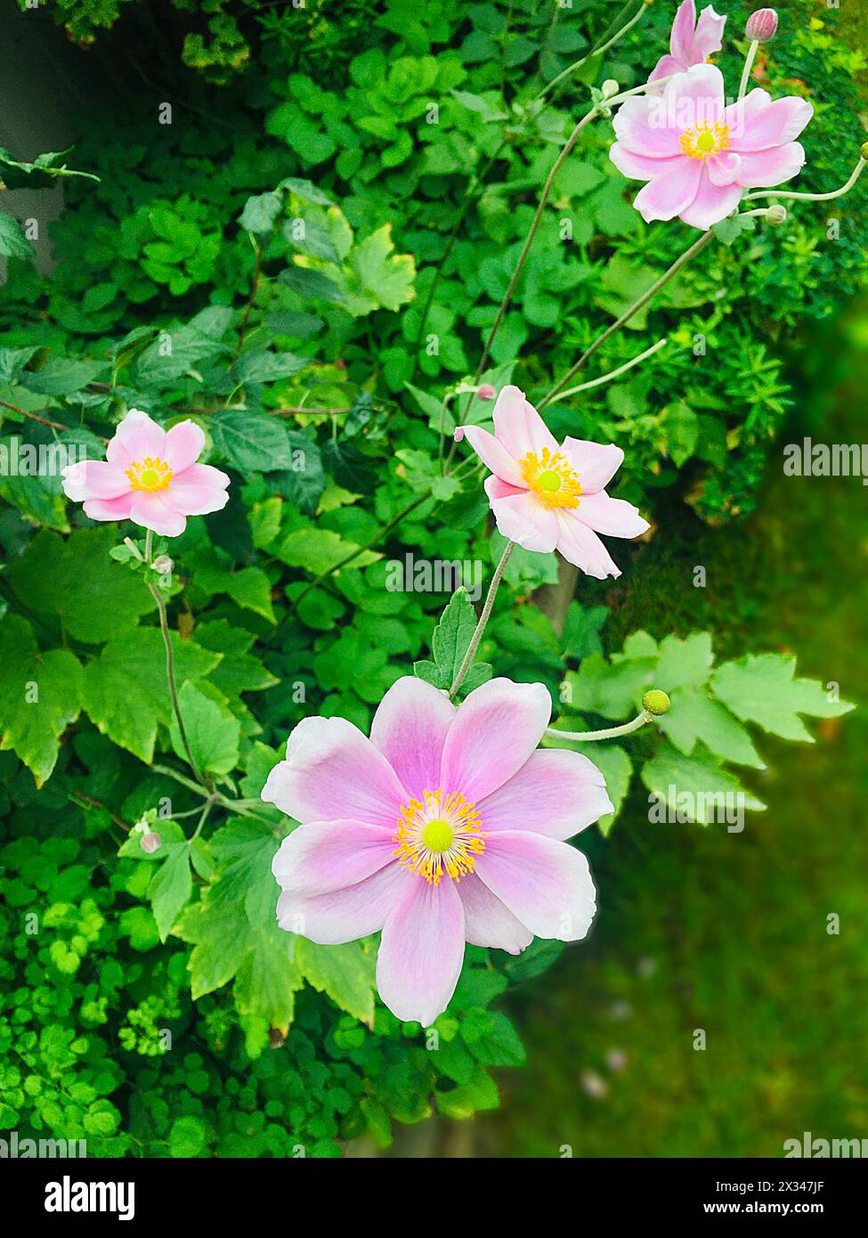 japanese tumble weed flowers Stock Photo