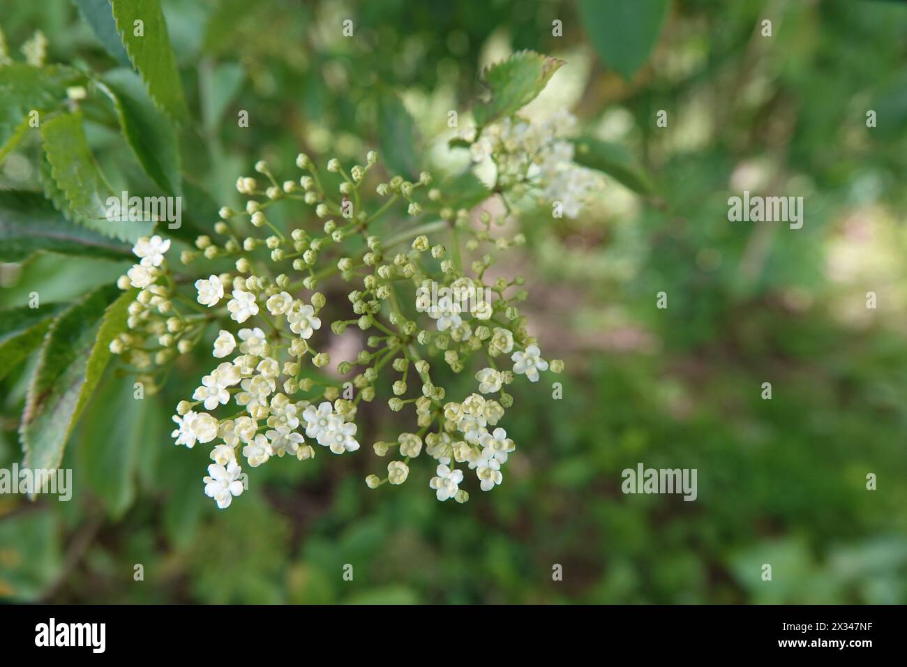 Spring UK, Elder Flowers Starting to Bloom Stock Photo Alamy